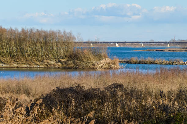 o rio po no outono em direção à sua foz delta na província de rovigo, itália - rovigo - fotografias e filmes do acervo