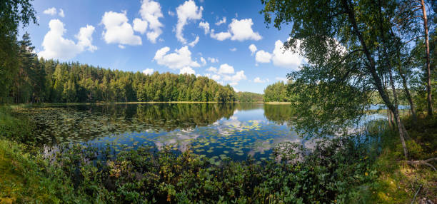 istock Summer day on remote calm lake in a boreal forest panorama 1241602290