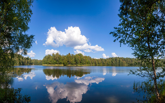 Cloud reflecting in calm blue water of summer lake in a boreal forest, Panoramic view with birch trees in foreground