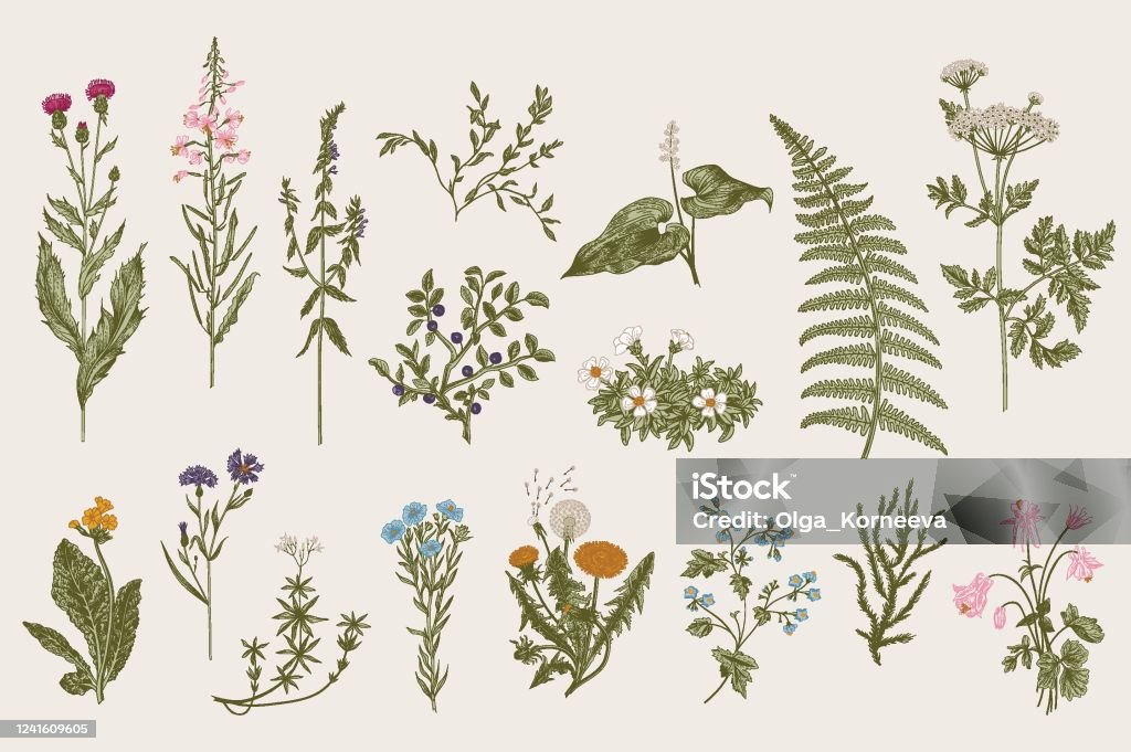 Herbes et fleurs sauvages. Botanique - clipart vectoriel de Botanique libre de droits