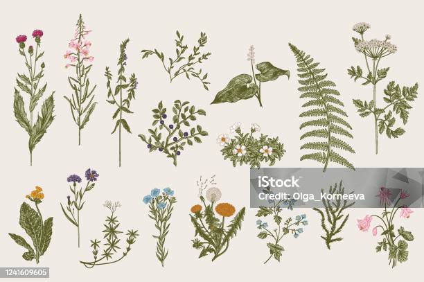Herbes Et Fleurs Sauvages Botanique Vecteurs libres de droits et plus d'images vectorielles de Botanique - Botanique, Illustration, Fleur - Flore