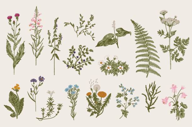 illustrazioni stock, clip art, cartoni animati e icone di tendenza di erbe e fiori selvatici. botanica - horticulture