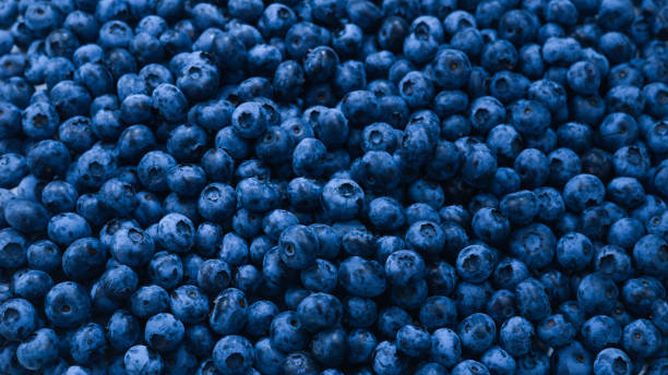 istock Fresh blueberry background. Texture blueberry berries close up. 1241618135