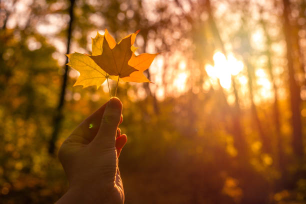 istock Yellow leaf in woman hand in sunny rays. 1241618728