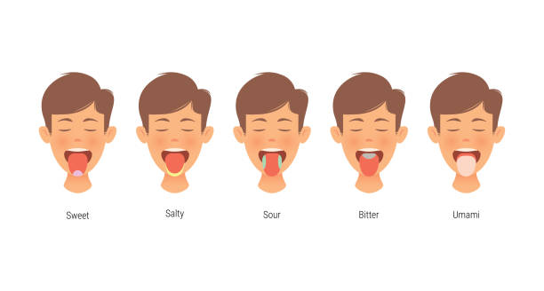 Different Parts of the Tongue, Man tongue taste areas, Design on white background Different Parts of the Tongue, Man tongue taste areas, Design on white background sour face stock illustrations
