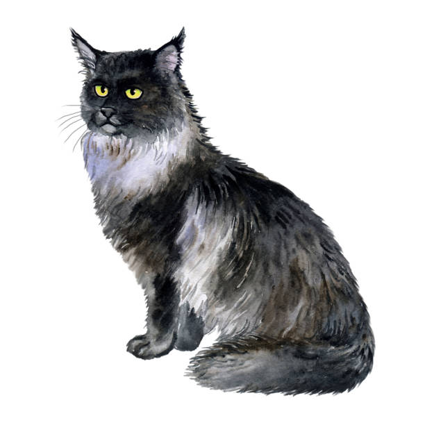 istock Maine Coon cat breed isolated on white background. Gorgeous black cat. Hand drawn home pet Greeting birthday card design. clip art illustration. Watercolor close up portrait of american longhair 1241642961