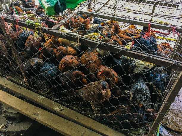 istock Ducks and chickens that were locked together for sale. 1241657784
