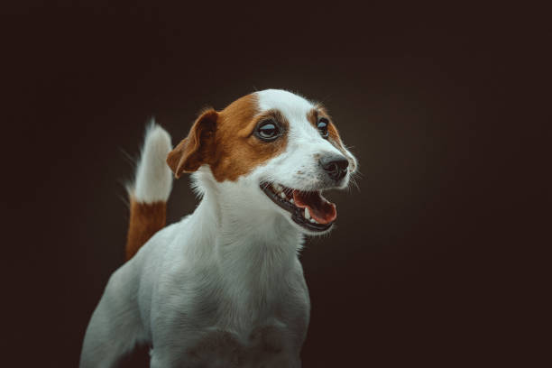 istock Jack Russell Terrier Dog. Studio shot. 1241657808