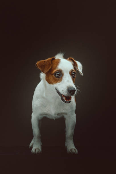istock Jack Russell Terrier Dog. Studio shot. 1241658408