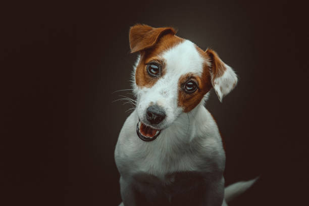 istock Jack Russell Terrier Dog. Studio shot. 1241658419
