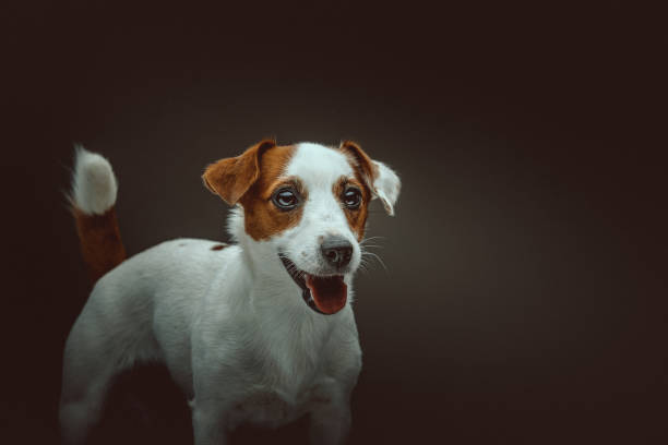 istock Jack Russell Terrier Dog. Studio shot. 1241658967