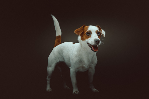 Jack Russell Terrier Dog. Studio shot. Moody dark lighting, dark background.