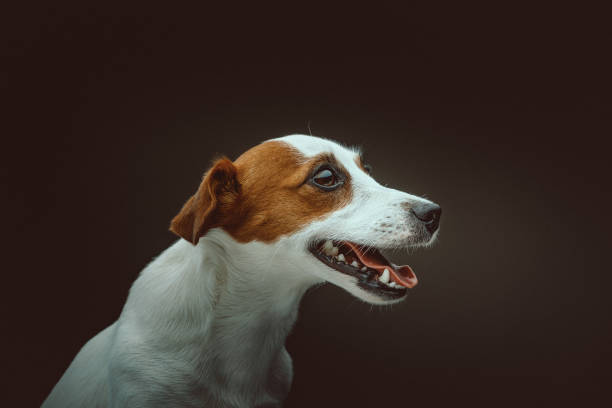 Jack Russell Terrier Dog. Studio shot. Moody dark lighting, dark background.