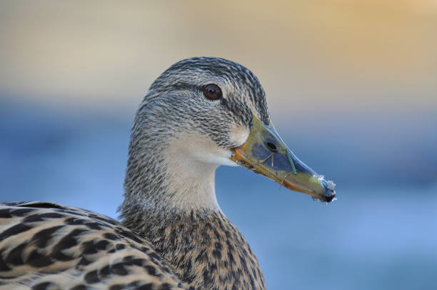 Mallard Standing on the Riverside in Winter (Anas platyrhynchos)