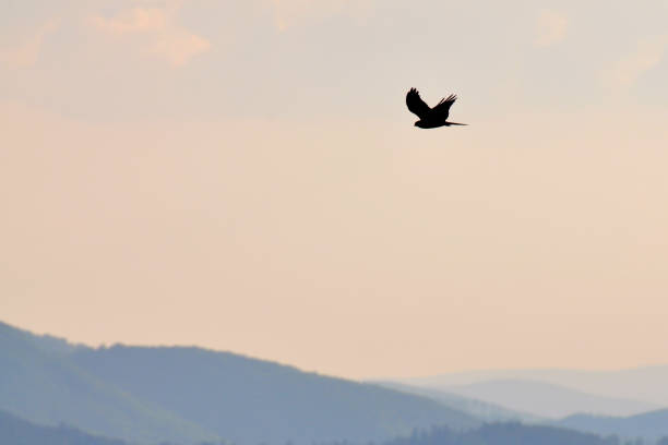 istock Bird silhouette flying above the country 1241665300