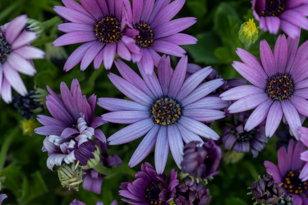 istock Purple osteospermum ecklonis, Dimorphotheca, African daisy flowers 1241667629