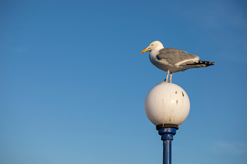 Close-up of a seagull perched on a beach trash bin at Venice Beach.