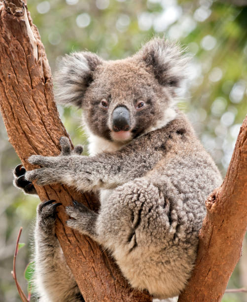 istock the young koala is in the fork of a tree 1241672525