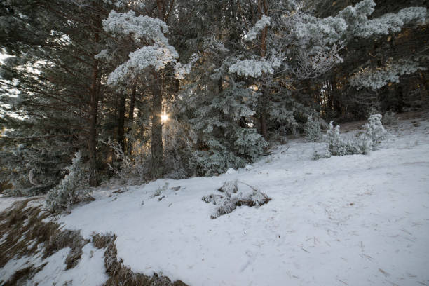 istock Sun lighting through the frozen forest 1241673827