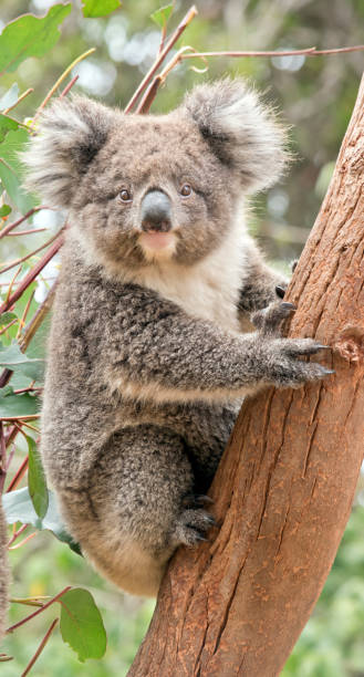 istock the young koala is grey and rufous with fluffy ears 1241676631