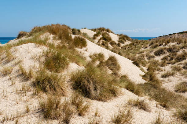 istock Dunes in Cala Mesquida on Mallorca island in Spain. 1241676656