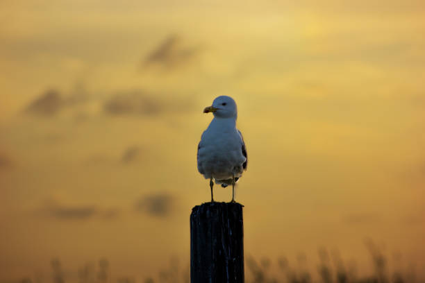 istock Bird on top of a stick. 1241681076
