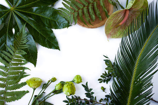 istock Green tropical leaves branches on white background flat lay. 1241685044