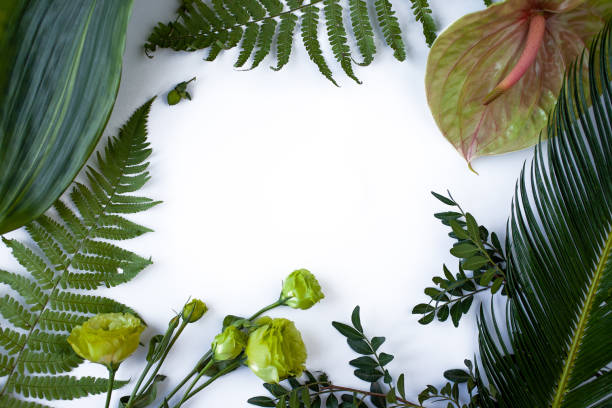 istock Green tropical leaves branches on white background flat lay. 1241685046