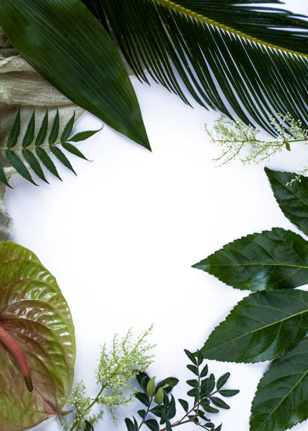 istock Green tropical leaves branches on white background flat lay. 1241685050