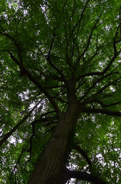 istock The wood in Stadtallendorf, Germany 1241690089