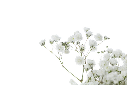 Gypsophila compact white. Close up beautiful flowers isolated on white studio background. Design elements for cutting. Blooming, spring, summertime, tender leaves and petals. Copyspace.