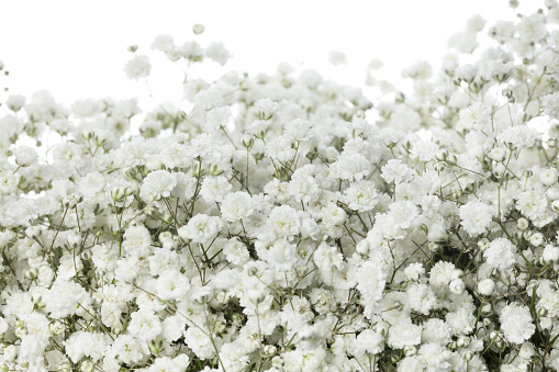 Gypsophila compact white. Close up beautiful flowers isolated on white studio background. Design elements for cutting. Blooming, spring, summertime, tender leaves and petals. Copyspace.