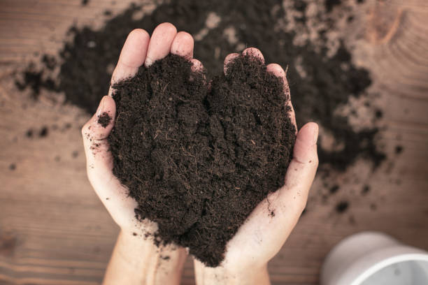 istock Hands holding and caring flower soil. 1241694694