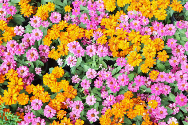 zdjęcie wielu stokrotki i zinnia kwiaty w ogrodzie na świeżym powietrzu pokazać kolorowe kolory. - wystawa ogrodnicza zdjęcia i obrazy z banku zdjęć