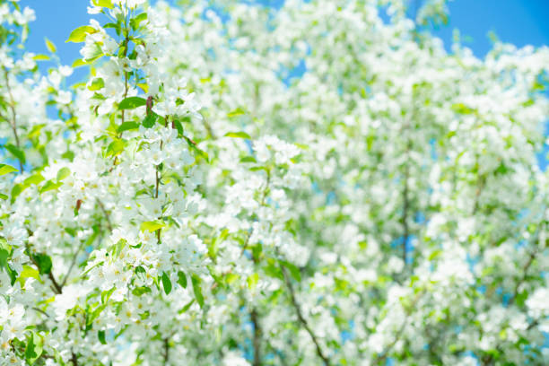 Blooming apple tree in the garden. Selective focus.
