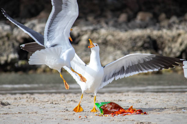 istock seagull fighting for food in the sand 1241704163