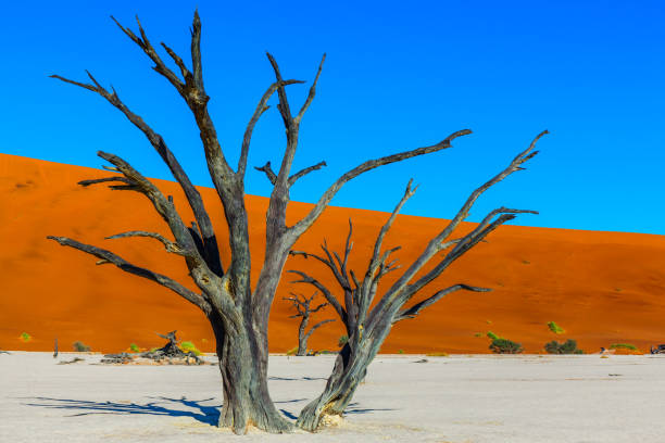 istock The dried lake Sussussflay 1241711299
