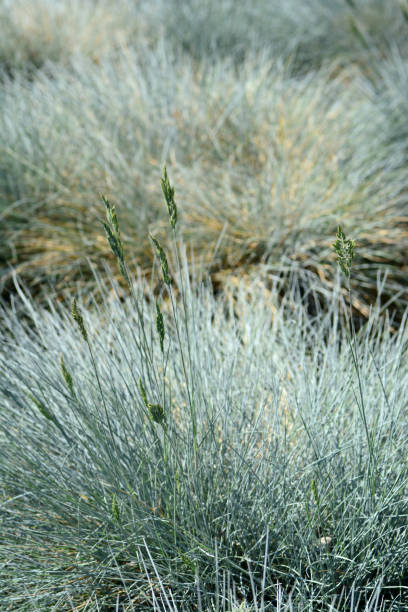 Blooming blue fescue Ornamental garden in springtime with blooming blue fescue.. festuca glauca stock pictures, royalty-free photos & images