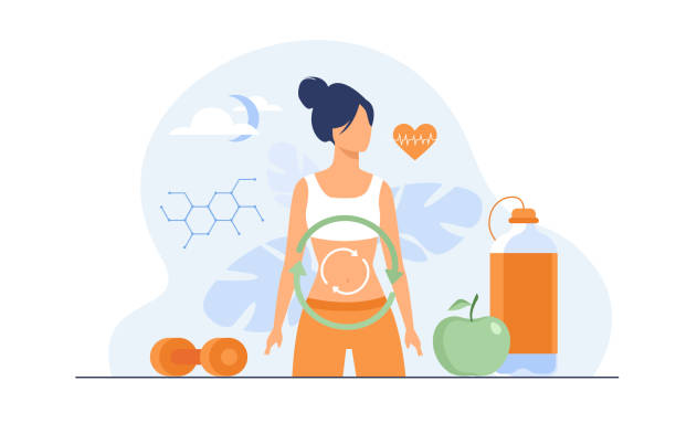 Metabolic process of woman on diet Metabolic process of woman on diet. Digestion system, food energy, hormone system flat vector illustration. Healthy eating concept for banner, website design or landing web page hormone stock illustrations