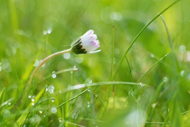 istock Morning dew and beautiful daisy in the grass 1241720913