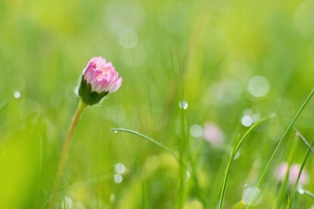 istock Morning dew and beautiful daisy in the grass 1241720917