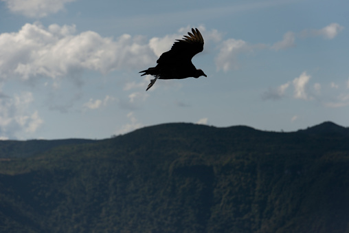 Image of a Black vulture (Coragyps atratus), (Portuguese:urubu-de-cabeça-preta)