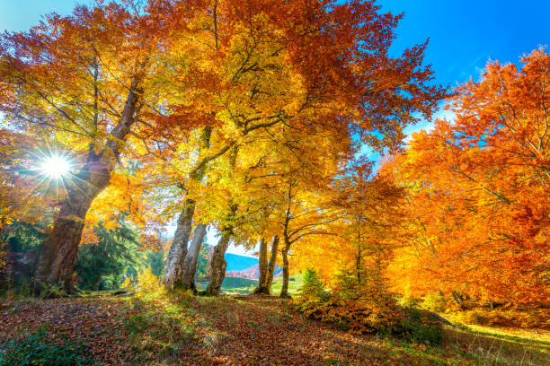 stagione autunnale dorata nella foresta - foglie vibranti sugli alberi, tempo soleggiato e nessuno, vero paesaggio naturale autunnale - maple tree foto e immagini stock