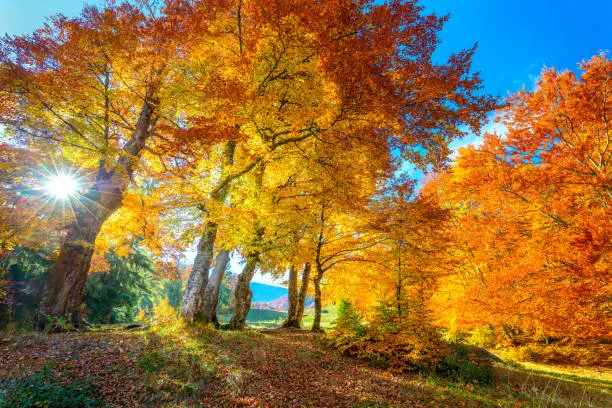 Golden Autumn season in forest - vibrant leaves on trees, sunny weather and nobody, real fall nature landscape