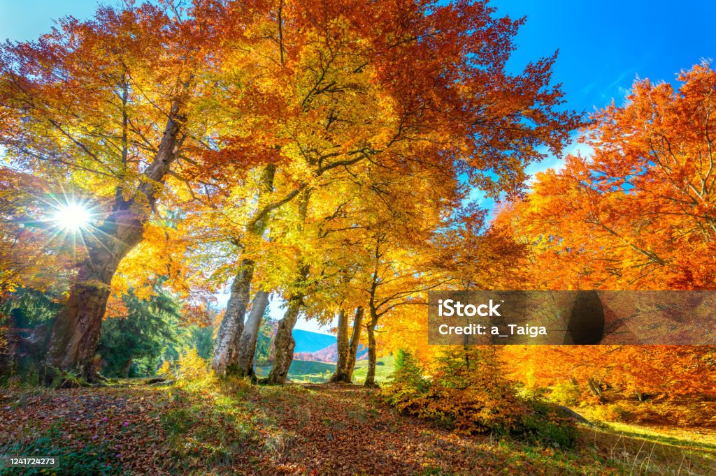 森林中的金秋季節 - 樹木上充滿活力的葉子,陽光明媚的天氣和沒有人,真正的秋天自然景觀 - 免版稅秋天圖庫照片