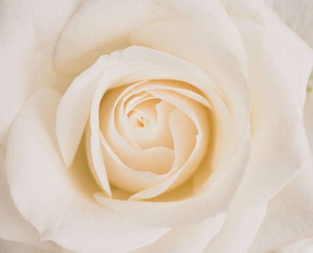 istock Close up white rose flower 1241724278