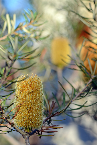 Yellow inflorescence and flowers of the Australian native Silver Banksia, Banksia marginata, family Proteaceae. Also known as Honeysuckle Banksia. Small shrub endemic to eastern Australia.