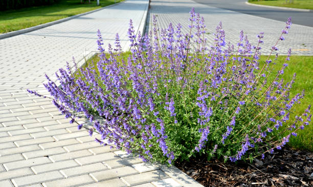 nepeta faassenii blue sage plants along the sidewalk made interlocking concrete tiles paving crossing with asphalt street garden, flower, flowers, nature, purple, plant, green, spring, lavender, flora, park, grass, summer, color, field, tree, bloom, blossom, path, beautiful, pink, floral, bush, violet, beauty, nepeta, faassenii, sage, blue, sidewalk, ornamental, flowerbed, road, street, urban, along, overgrown, lawn, gray, interlocking, paving, asphalt nepeta faassenii stock pictures, royalty-free photos & images