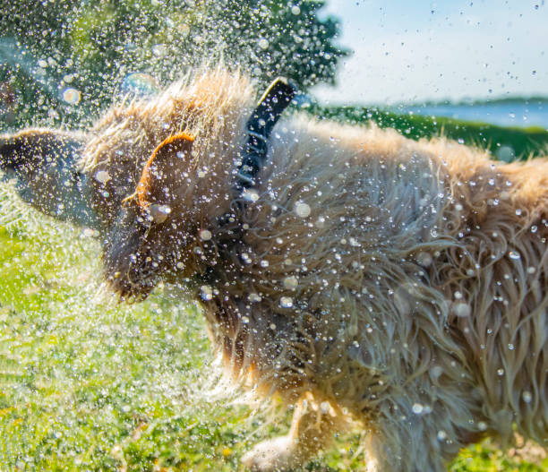 istock Golden retriever cooling down with a shake on a summers day 1241732989