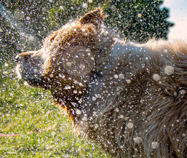 Golden retriever cooling down with a shake on a summers day